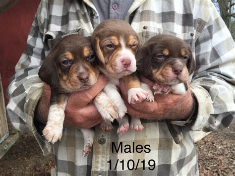 This is a Black Female Beagle Adoption in Bowling Green KY posted on Oodle Classifieds. . Black creek beagles for sale in ky